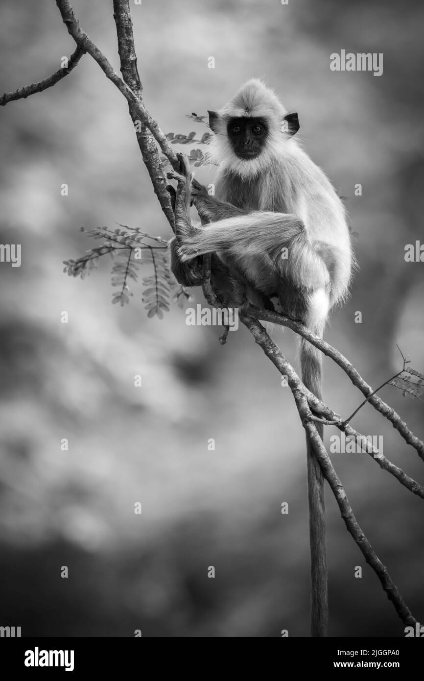Junger grauer Langur-Affe, der auf einem Ast sitzt und die Kamera anschaut. Stockfoto