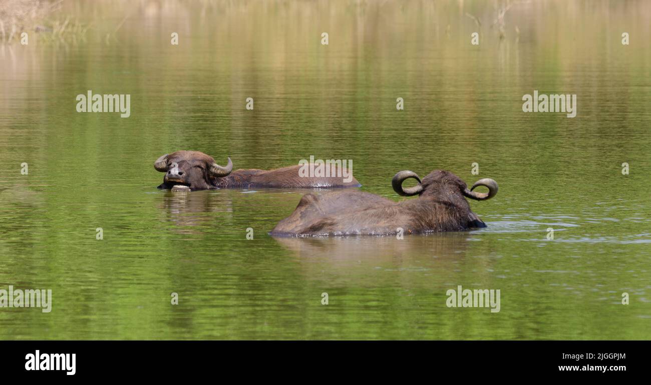 Zwei Büffel tauchten im See unter und schauten sich an. Stockfoto