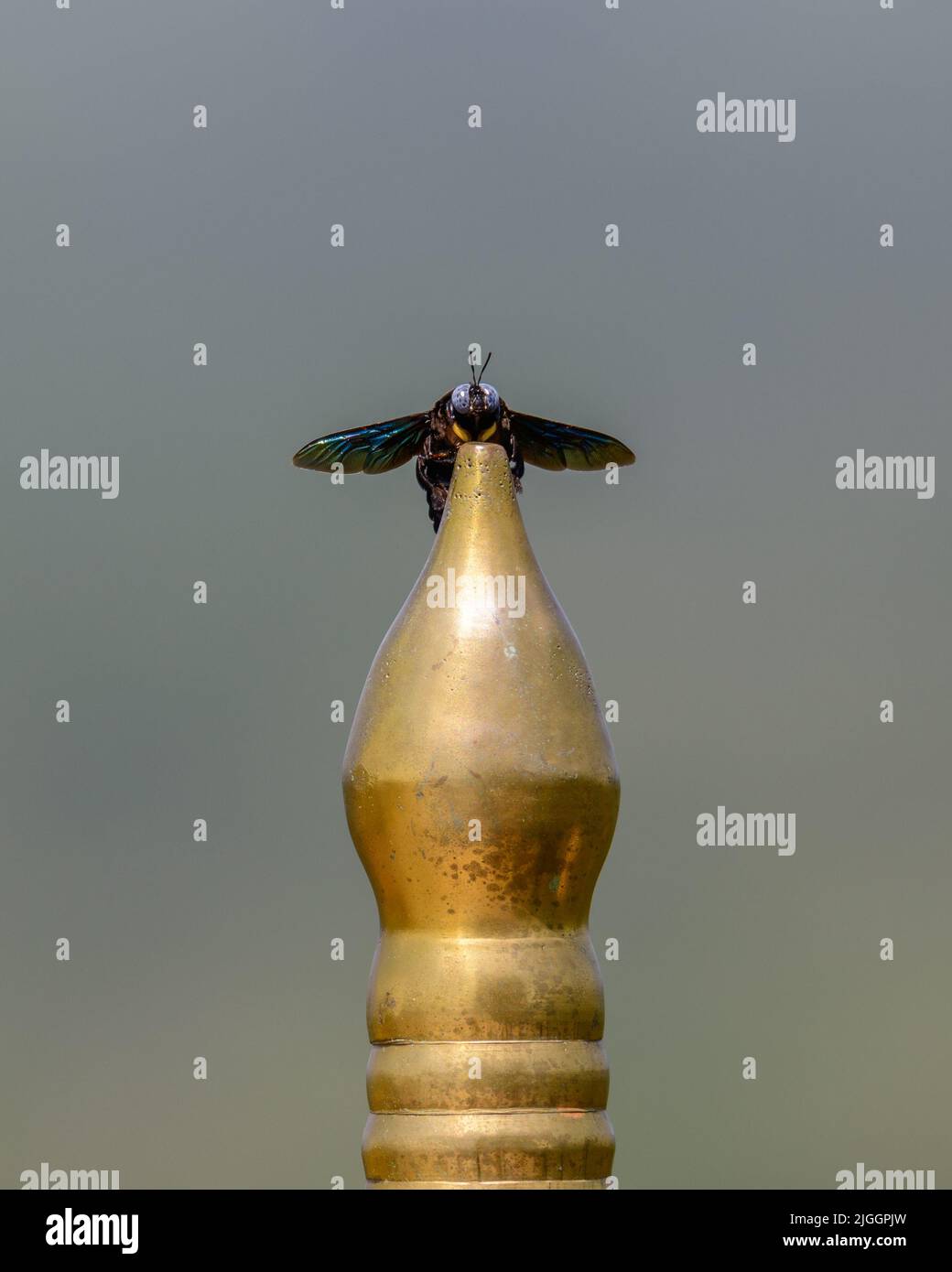 Tropische Zimmermannsbiene auf dem goldenen Zaun im Tempel. Stockfoto