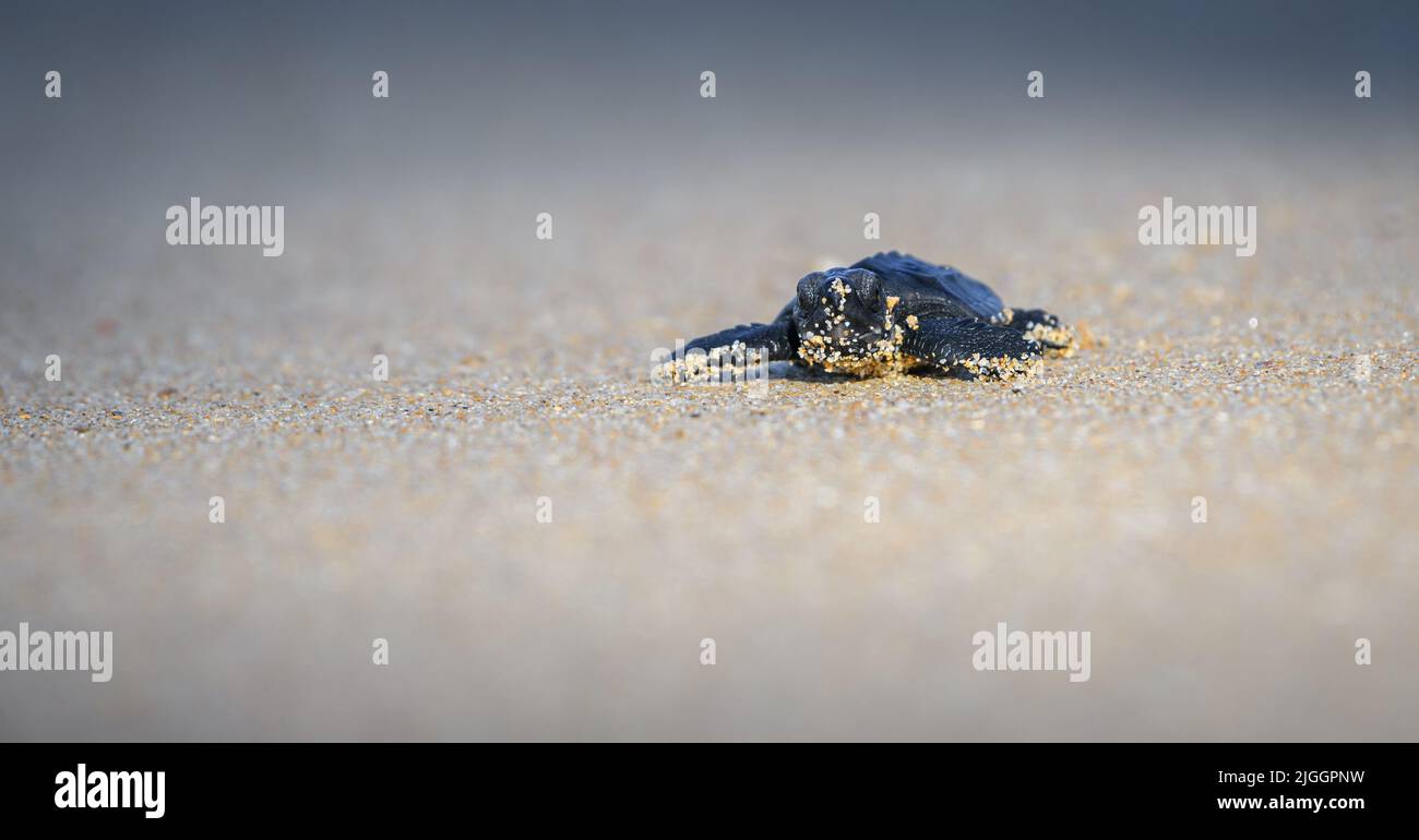 Kleines Baby Olive ridley Meeresschildkröte schlüpfend kriechend in Richtung der Ozeangewässer. Isolierte Babyschildkröte am Sandstrand. Stockfoto