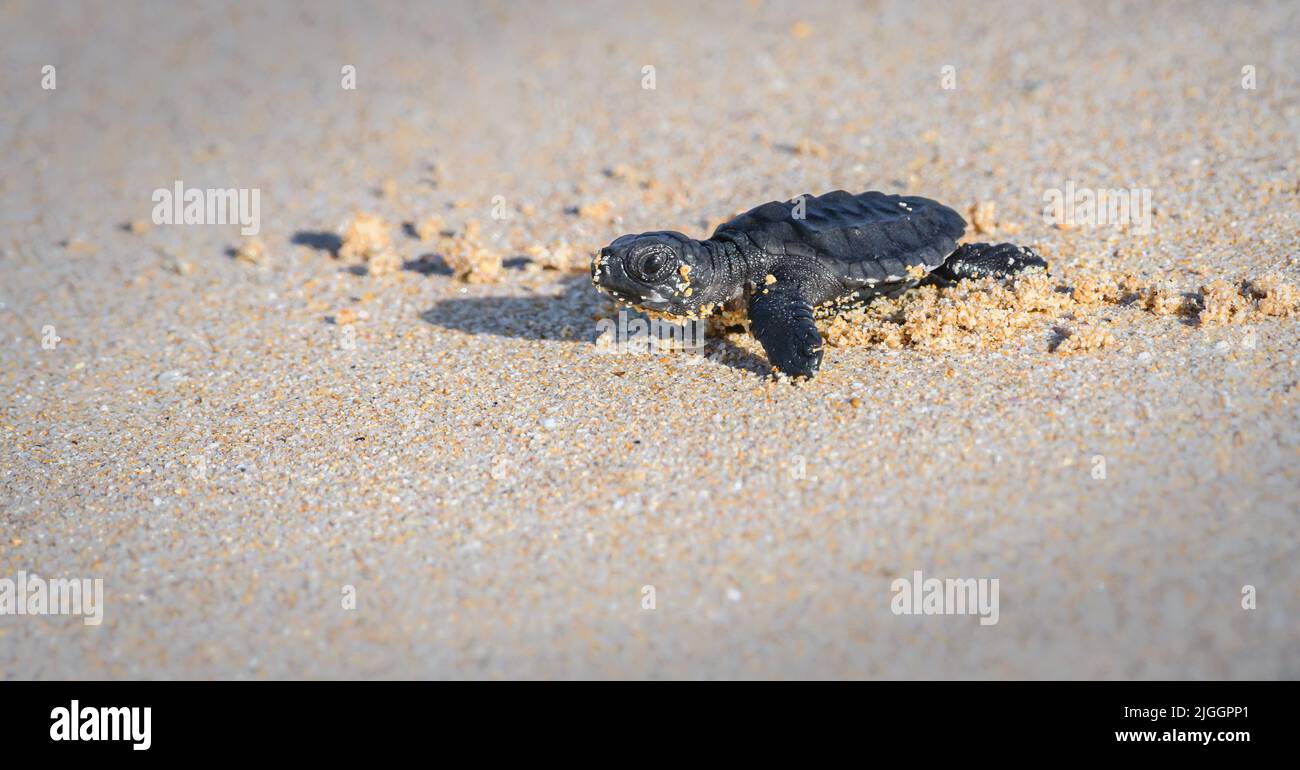 Niedliches Baby Olive ridley Meeresschildkröte schlüpft in Richtung Meer kriechen. Isolierte Babyschildkröte am Sandstrand. Stockfoto