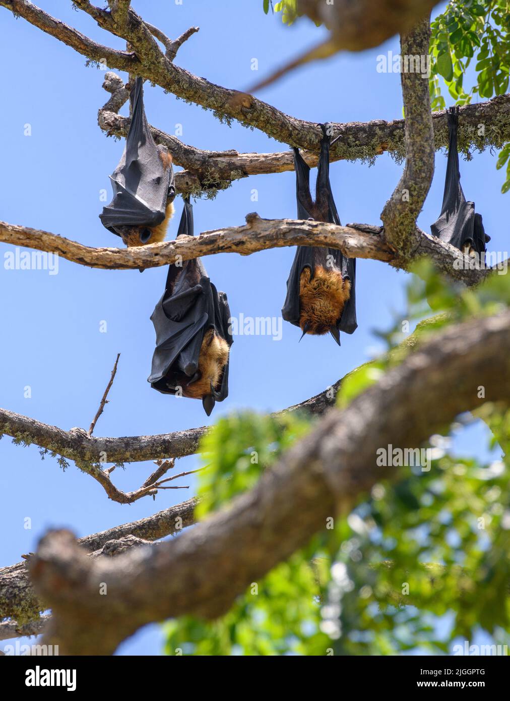 Sri-lankische Megabats brüsten kopfüber auf einem verzweigten Baum Stockfoto