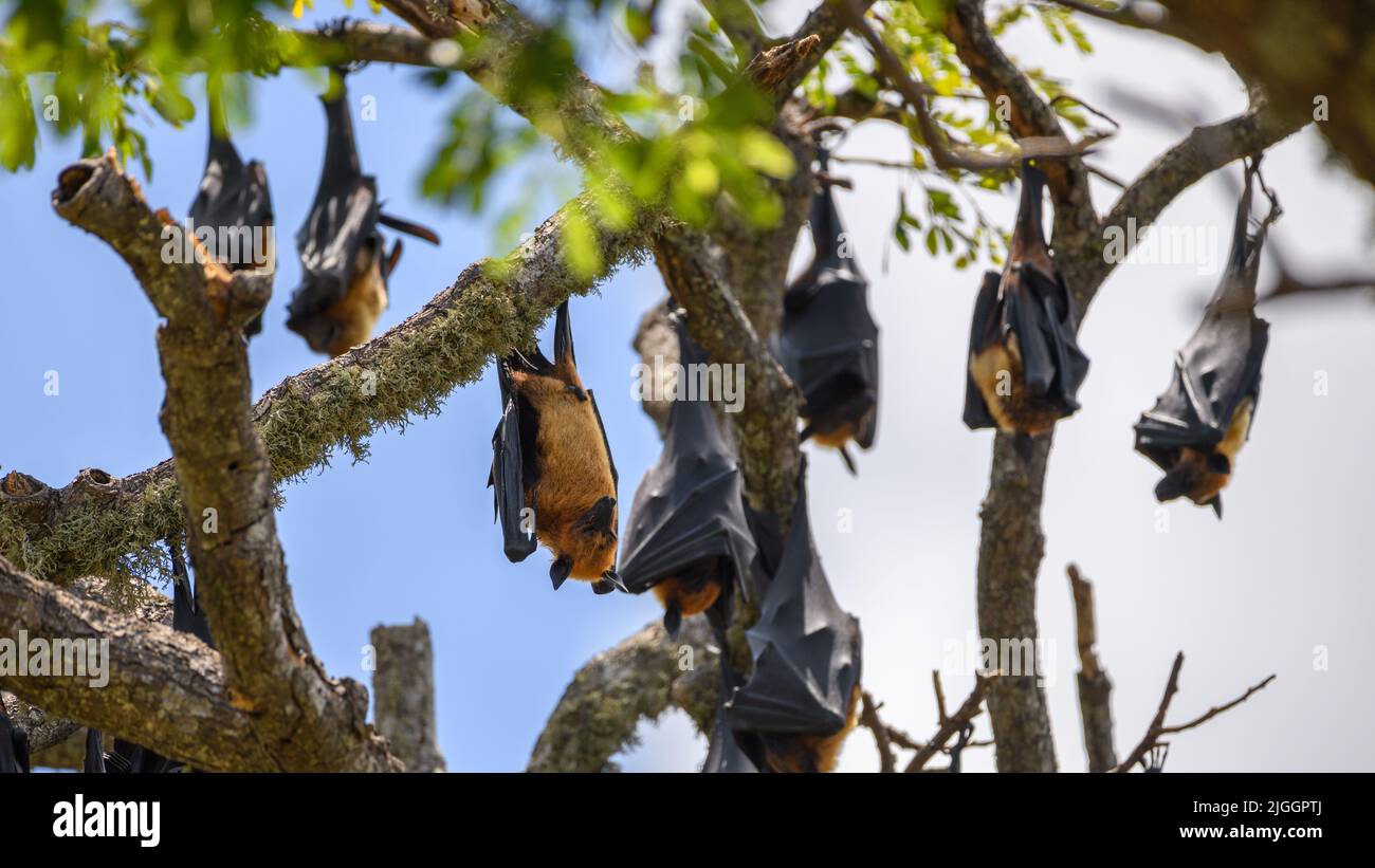 Srilankische Megabaten rosten auf dem Kopf auf Baumzweigen. Stockfoto