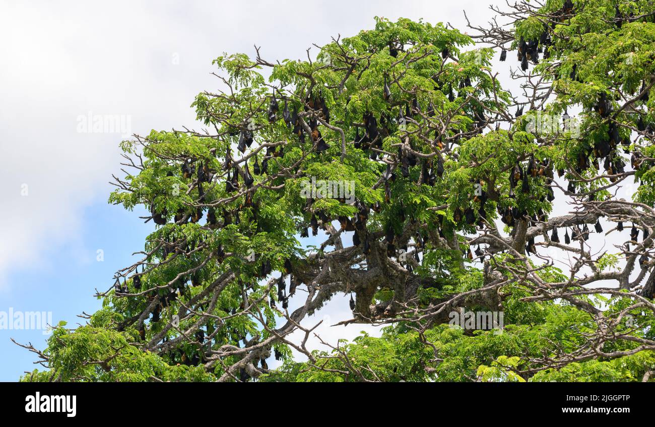 Ein Baum voller Megabaten, große Kolonie von Fledermäusen brüllend in den Tag, Stockfoto