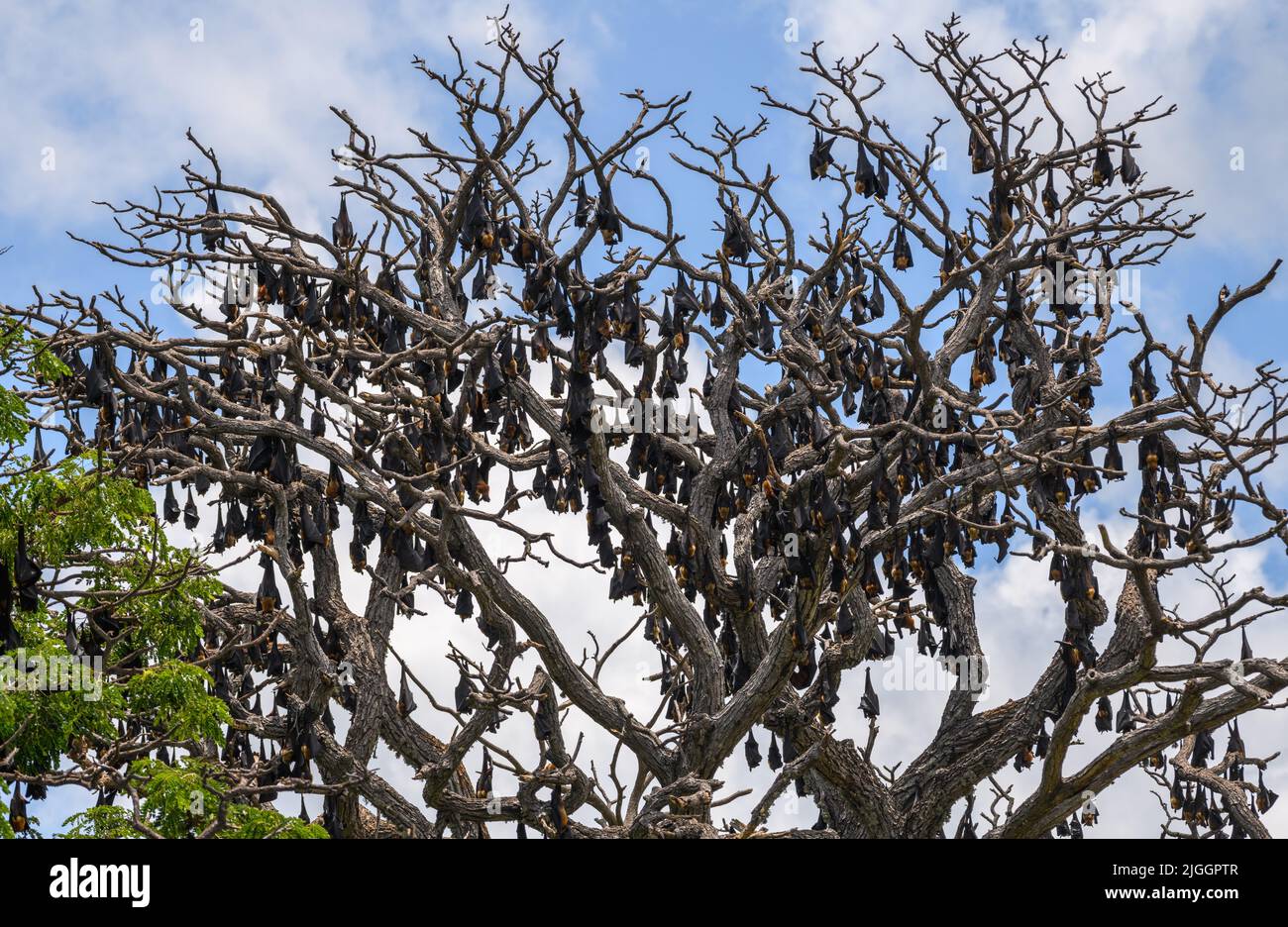 Eine große Kolonie von Fruchtfledermäusen, die tagsüber auf dem Kopf auf einem Baum roosting, ein Baum, der von der Kolonie riesiger Fledermäuse bedeckt ist. Stockfoto