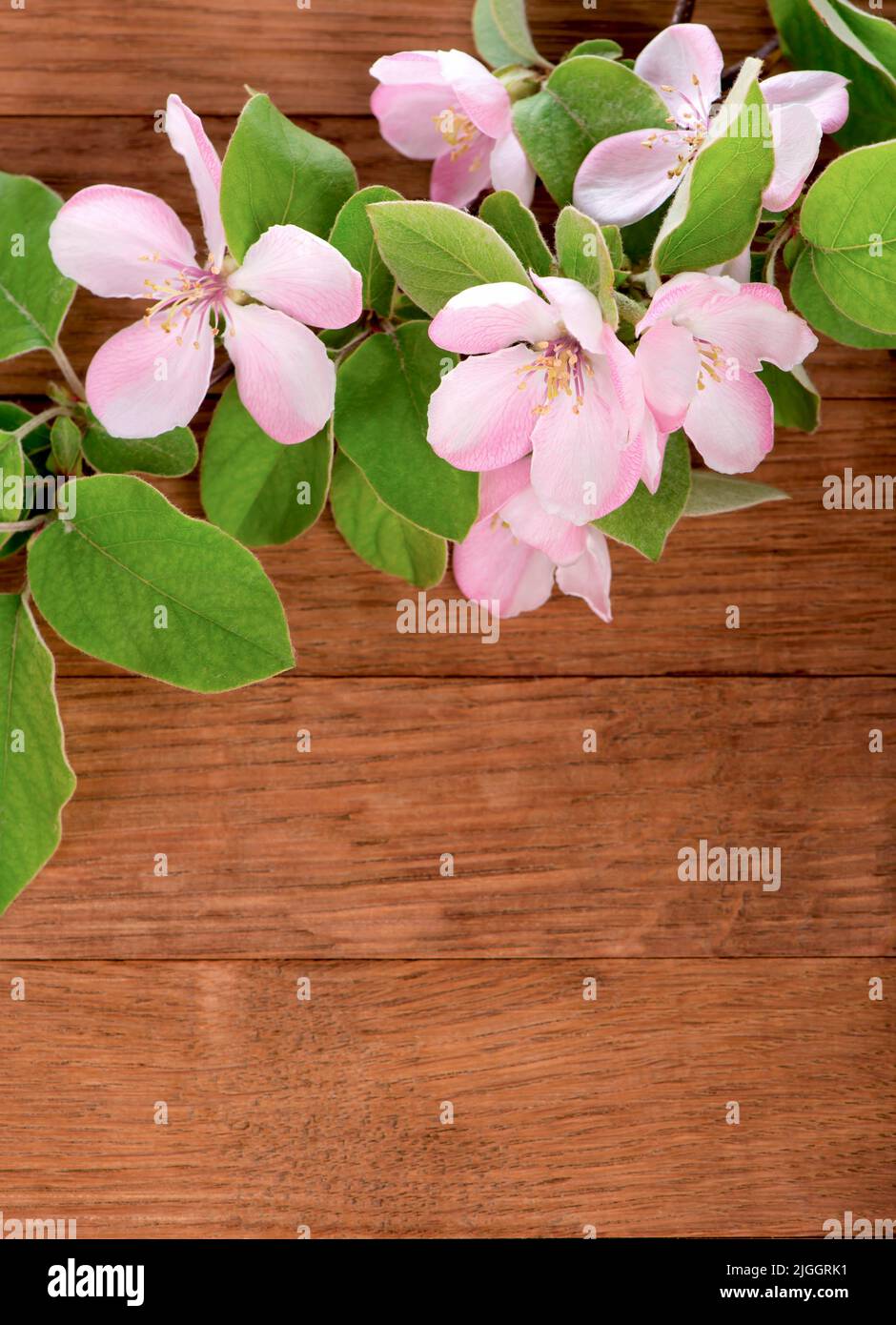Apfelblüte auf Holzhintergrund. Stockfoto