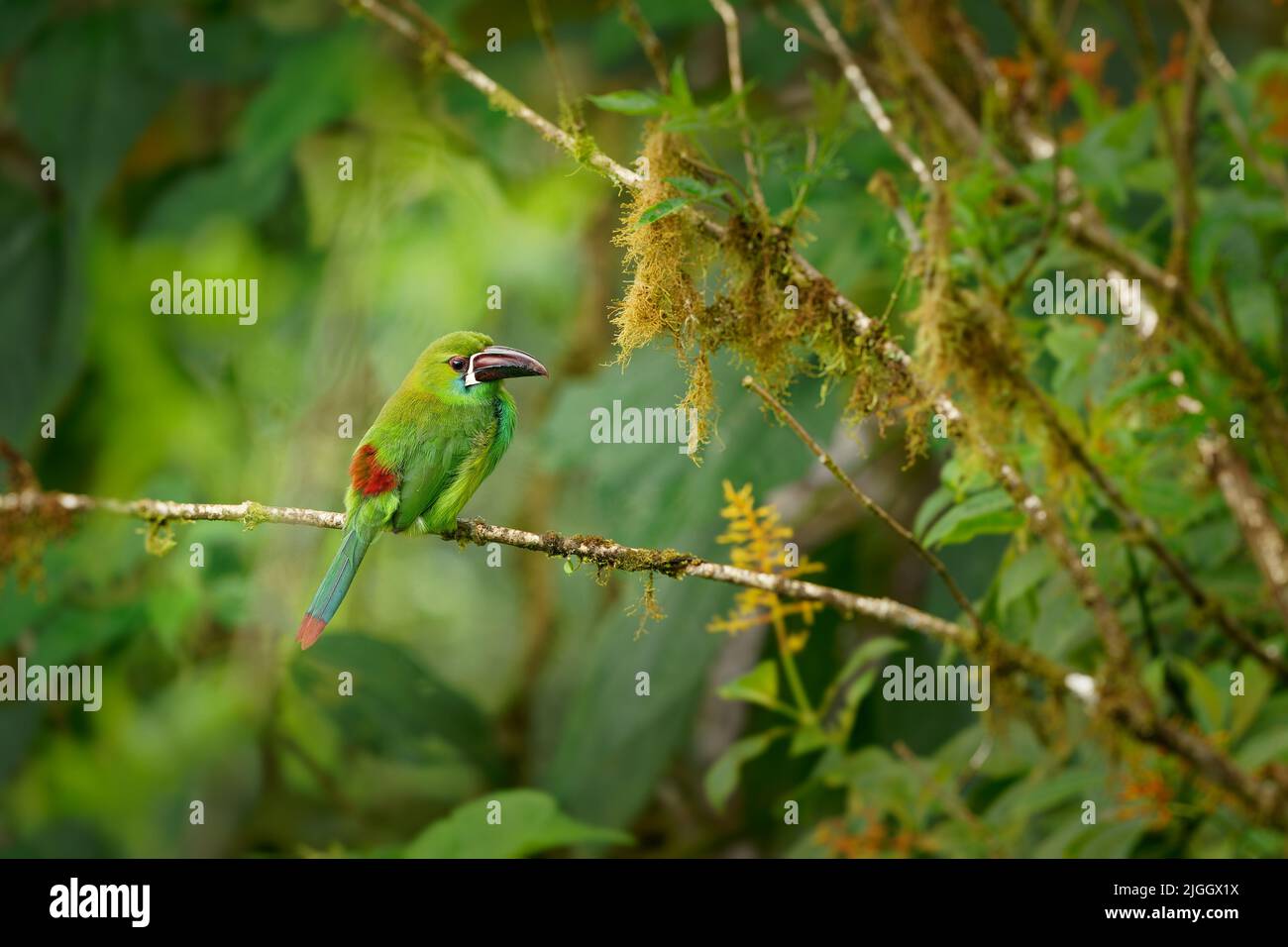 Purpurrote Tukane - Aulacorhynchus haematopygus Vogel in Ramphasidae in feuchten Andenwäldern in Ecuador, Kolumbien und Venezuela gefunden, grün pl Stockfoto