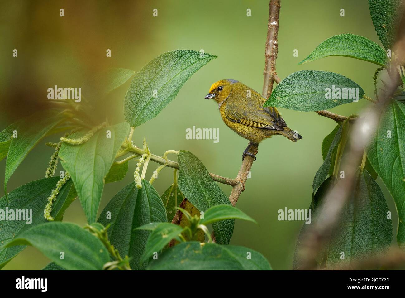 Orange-bauchige Pechia - Pechia xanthogaster schwarz-gelber Vogel in der Finkenfamilie Fringillidae, in Südamerika, subtropisch oder tropisch Mo gefunden Stockfoto