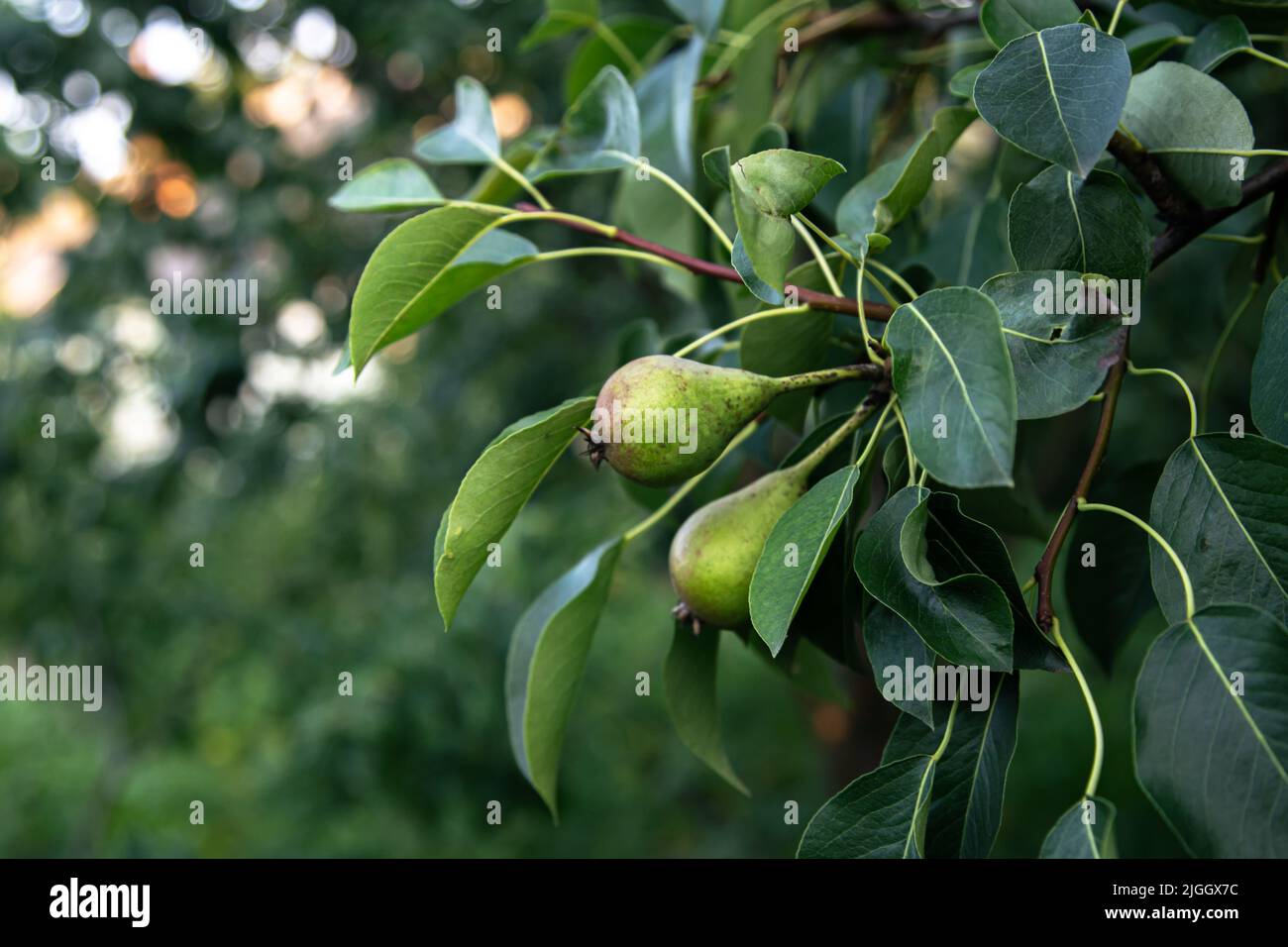 Birnen auf einem Ast auf einem Baum auf einem verschwommenen Hintergrund. Stockfoto