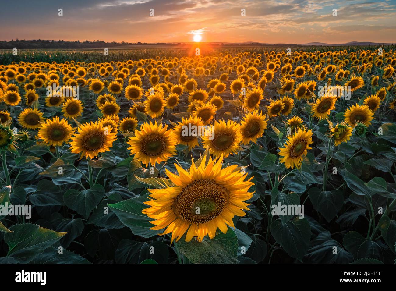 Balatonfuzfo, Ungarn - schöner Sonnenuntergang über einem Sonnenblumenfeld im Sommer mit bunten Wolken und Himmel in der Nähe des Balaton. Hintergrund der Landwirtschaft Stockfoto