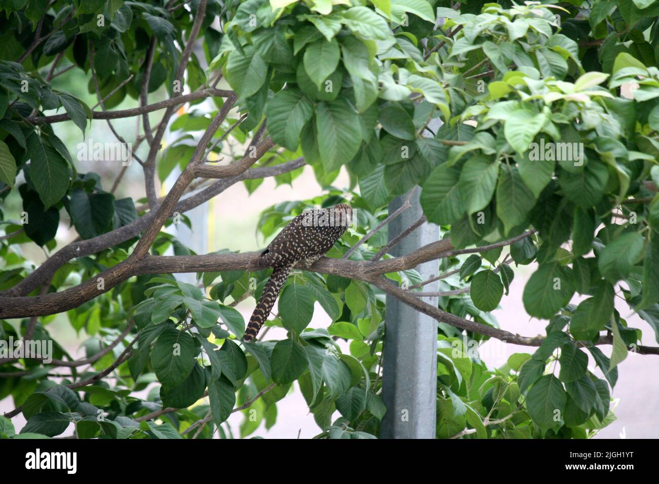Asiatischer Koel (weiblich) (Eudynamys scolopaceus) auf einem Ast thront : (Pix SShukla) Stockfoto