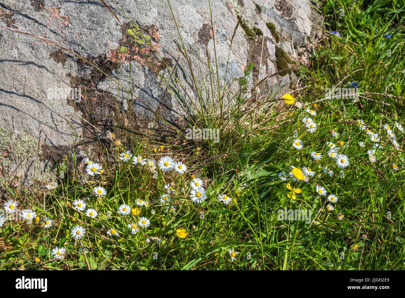 Blühende Gänseblümchen blüht auf einer sonnigen Wiese Stockfoto