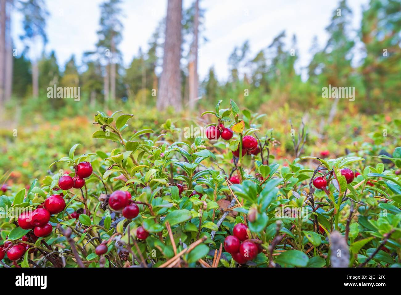 Rote Preiselbeere wächst im Wald Stockfoto