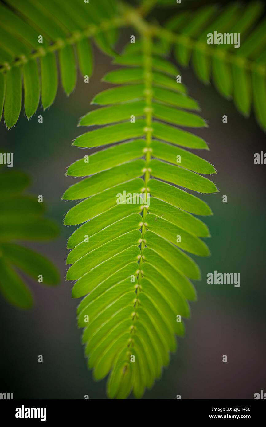 Nahaufnahme des Blattes einer Mimosa pudica, auch empfindliche Pflanze, verschlamme Pflanze, Aktionspflanze, Touch-Me-Not oder Schampflanze genannt Stockfoto