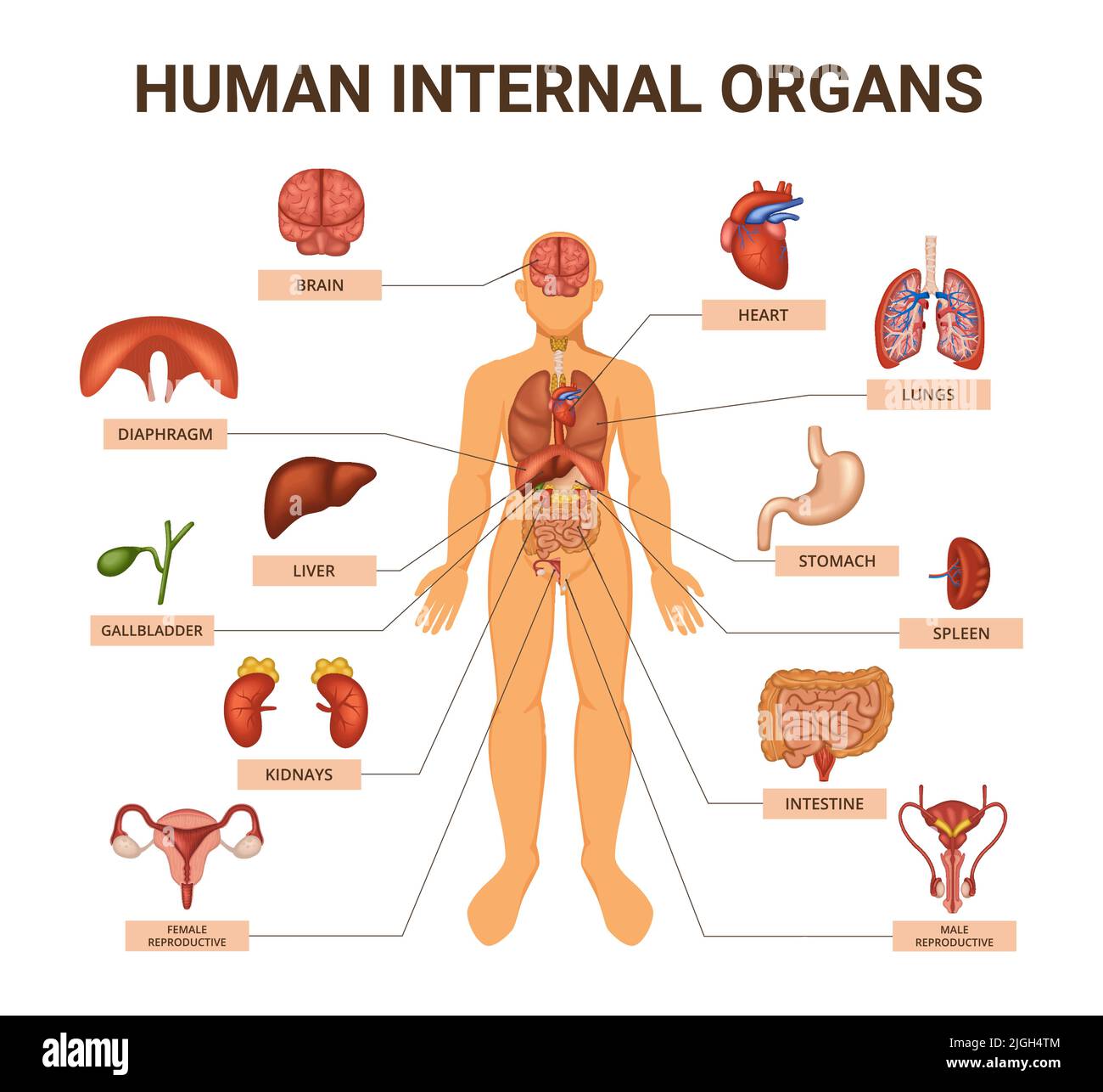 Farbige Infografik zu Organsystemen des menschlichen Körpers mit ...