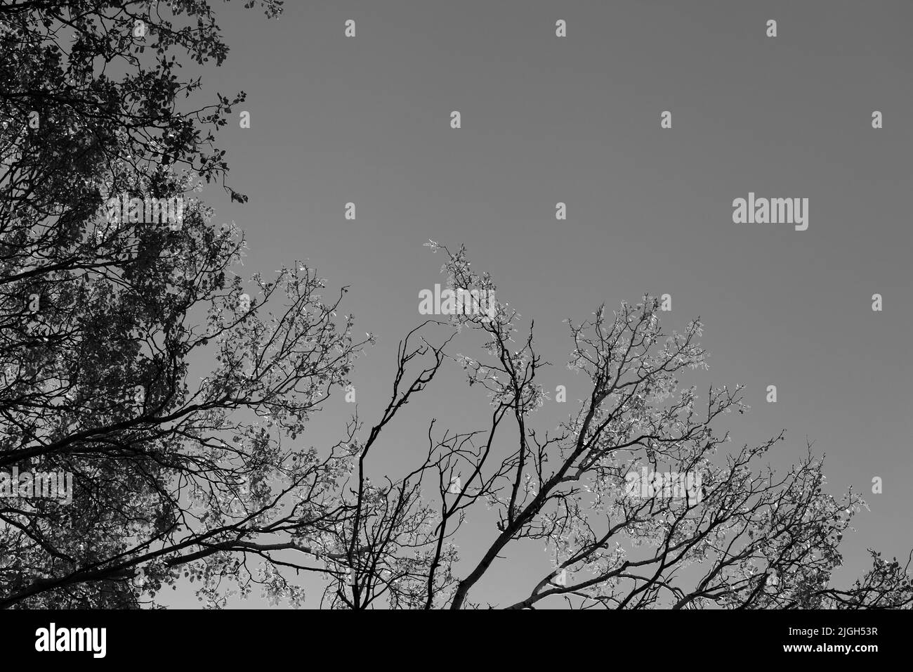 Silhouette von Espenzweigen (Populus tremula) mit sonnenbeschienenen Blättern am indischen Sommerabend im Herbst. Ansicht von unten. Schwarz-weiß getönte Landschaft. Hoch Stockfoto