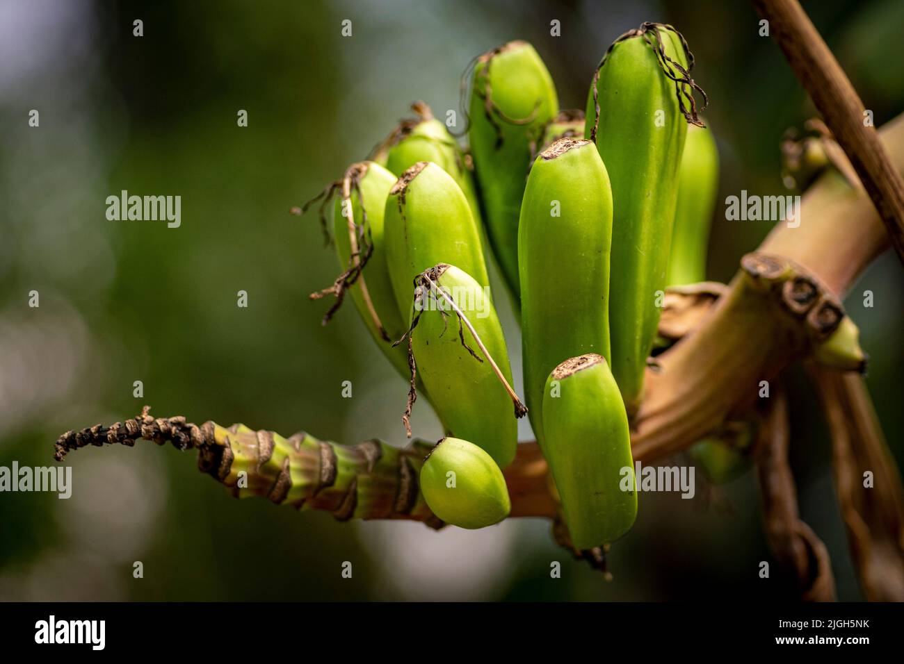 Nahaufnahme von kleinen, wachsenden Bananen am Ast eines Bananenbaums Stockfoto