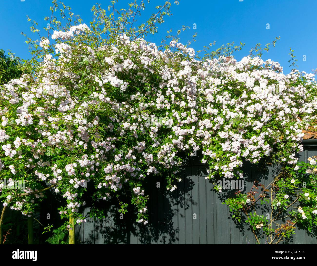 Pauls Himalayan Musk wandernde rosarote Blumen wachsen auf Gartenschuppen, Suffolk, England, Großbritannien Stockfoto