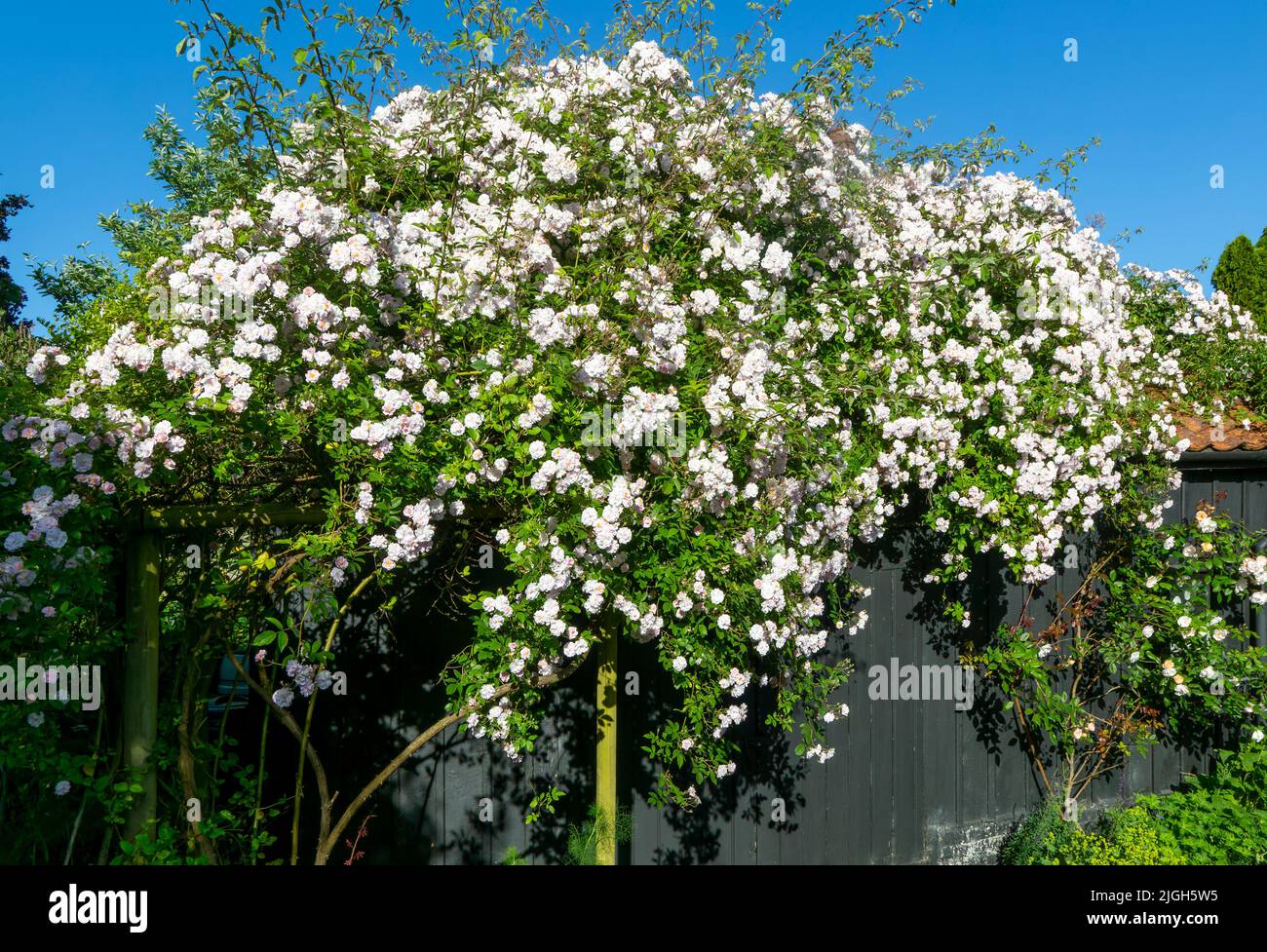 Pauls Himalayan Musk wandernde rosarote Blumen wachsen auf Gartenschuppen, Suffolk, England, Großbritannien Stockfoto