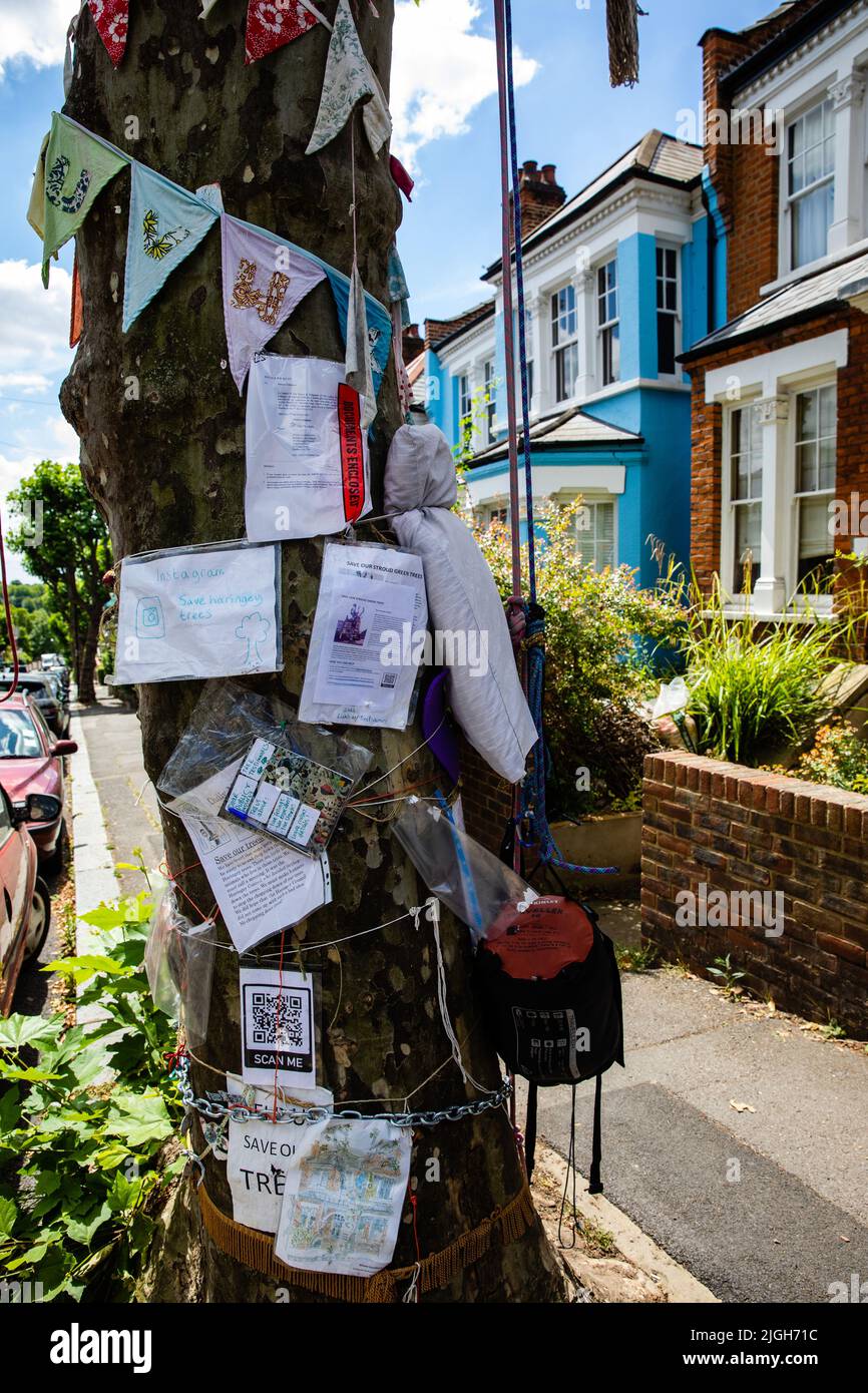 London, Großbritannien. 9.. Juli 2022. Auf dem Bild sind Hinweise und Flaggen zu sehen, die an einer reifen Londoner Platane befestigt sind, die von Umweltaktivisten in einem Wohngebiet von Stroud Green besetzt wurde, um gegen das Fällen von Bäumen durch den Haringey Council zu protestieren. Neunzehn Bäume in derselben Straße, sowie weitere fünfzehn in einer nahe gelegenen Straße, Es wird angenommen, dass sie als indirekte Folge von Versicherungsansprüchen mit dem Abschlag bedroht sind, und Umweltaktivisten fordern sowohl den rat als auch die Versicherer auf, ihre Baumpolitik zu überprüfen, um Strukturarbeiten an Häusern sowie den Erhalt von Bäumen zu ermöglichen. Kredit: Mark Ke Stockfoto