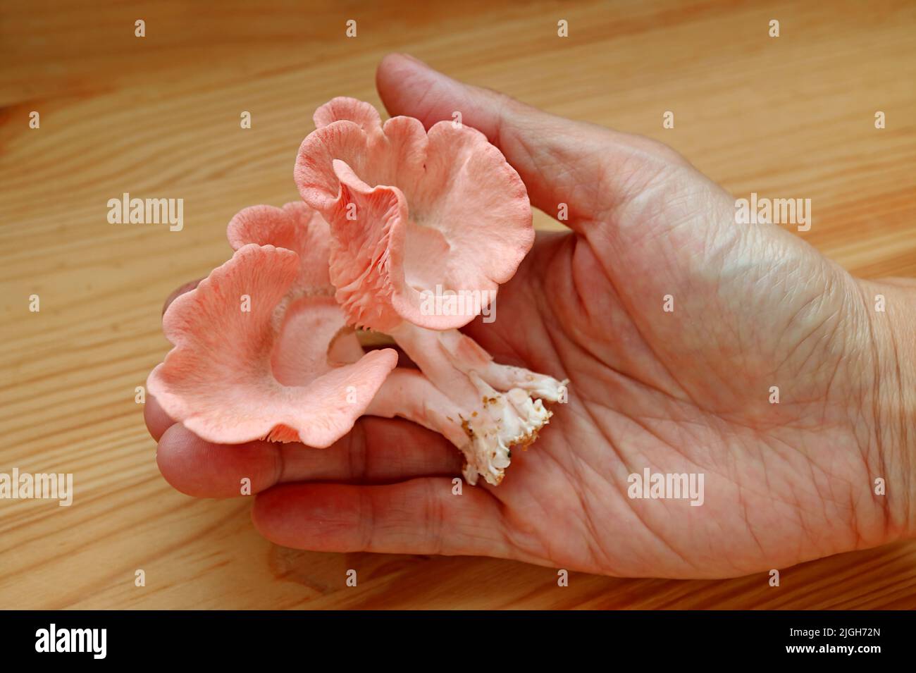 Frisch geerntete, lebendige Pink Oyster Pilze in der Hand Stockfoto