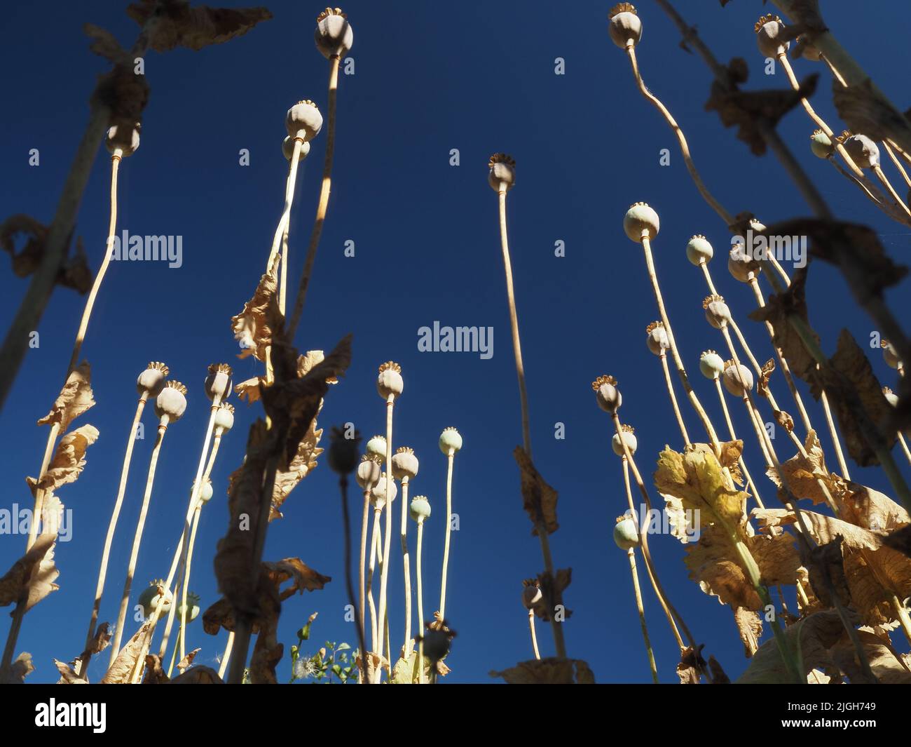 Weite Ansicht der selbstgesät orientalischen Mohnköpfe und -Stiele (papaver orientale) in einem wilden Garten, der bis zu einem tiefblauen Himmel reicht. Stockfoto