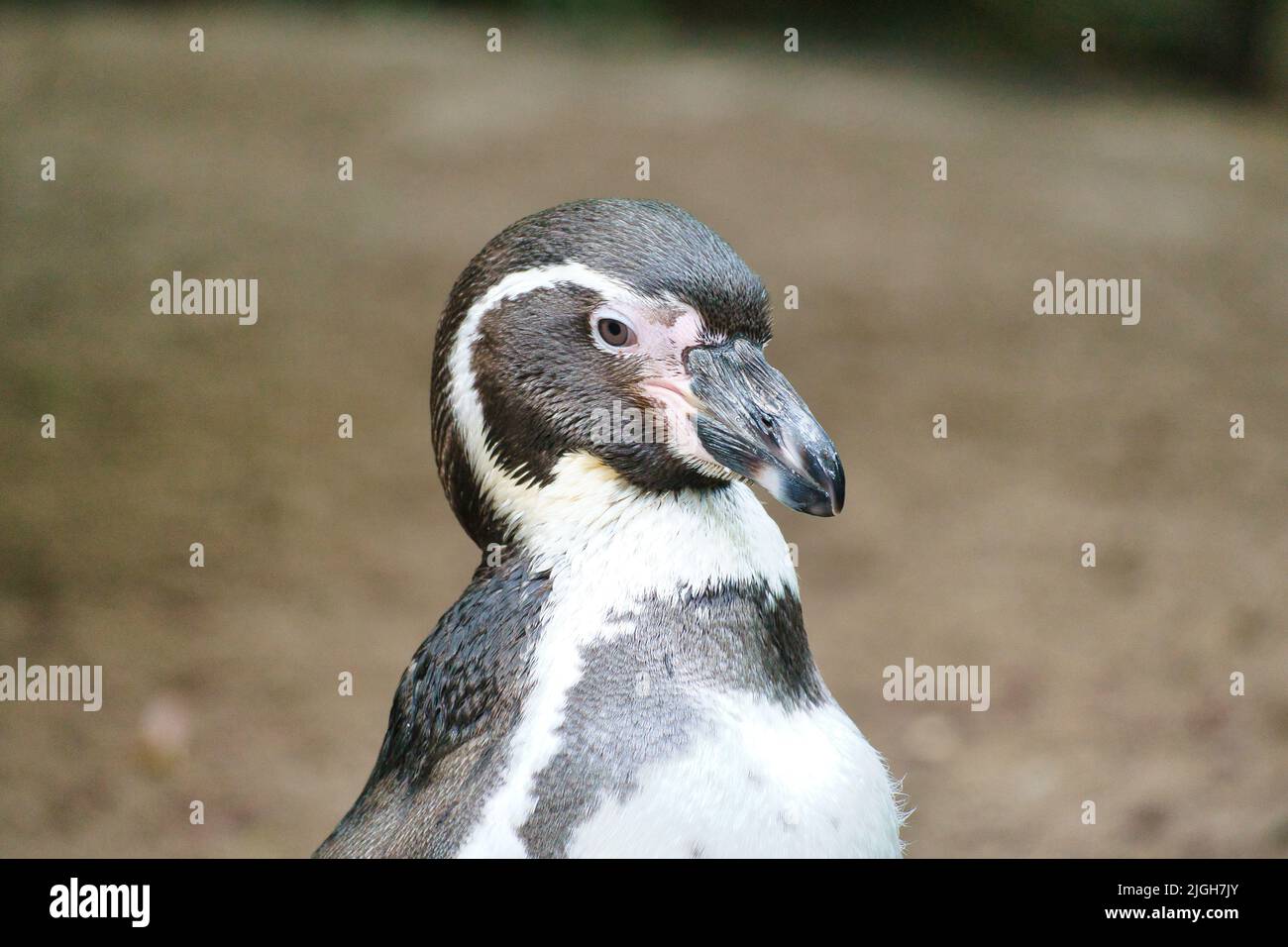 Pinguin im Porträt. Der kleine Wasservogel mit schwarz-weißem Gefieder. Tierfoto eines Vogels Stockfoto