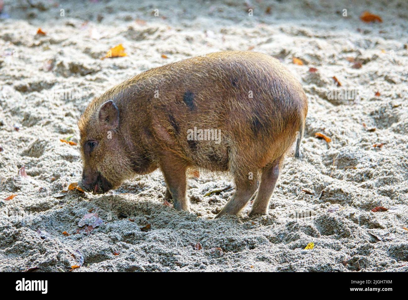 Taubenbauchferkel, im Sand graben. Hausschwein für die Fleischproduktion. Nutztier, Säugetier. Tierfoto Stockfoto