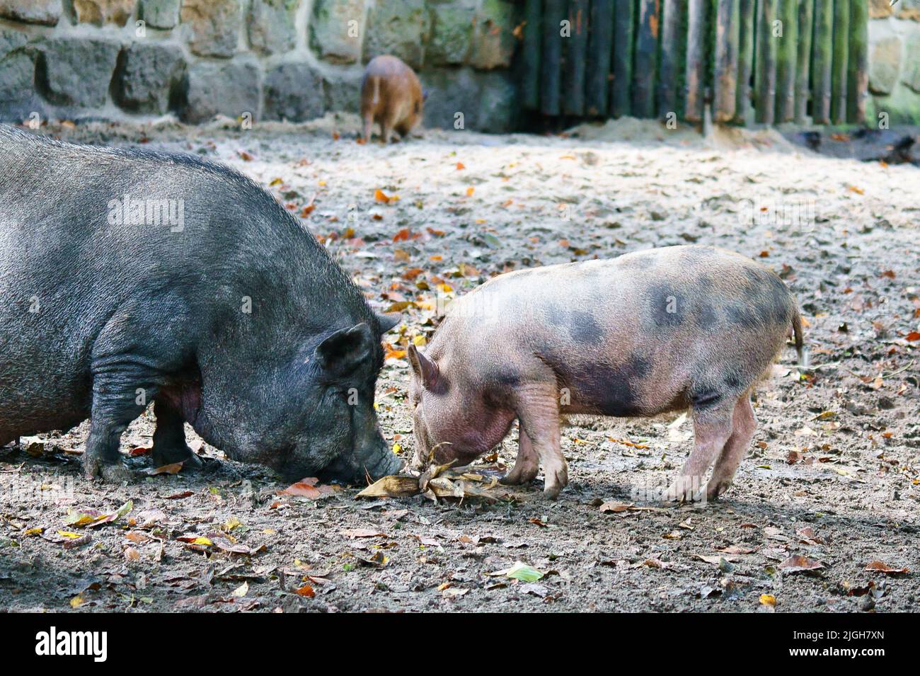 Das Taubbäuchige Ferkel und die Mutter säen, graben im Sand. Hausschwein für die Fleischproduktion. Nutztier, Säugetier. Tierfoto Stockfoto
