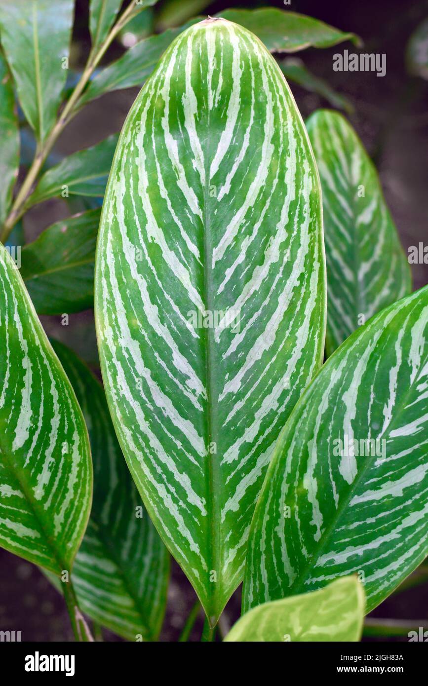 Blatt tropischer 'Aglaonema Commutatum Stripes'-Zimmerpflanze mit silbernem Streifenmuster Stockfoto