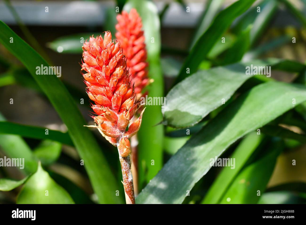 Leuchtend rote Blume der Pflanze 'Aechmea Cylindrata' Stockfoto