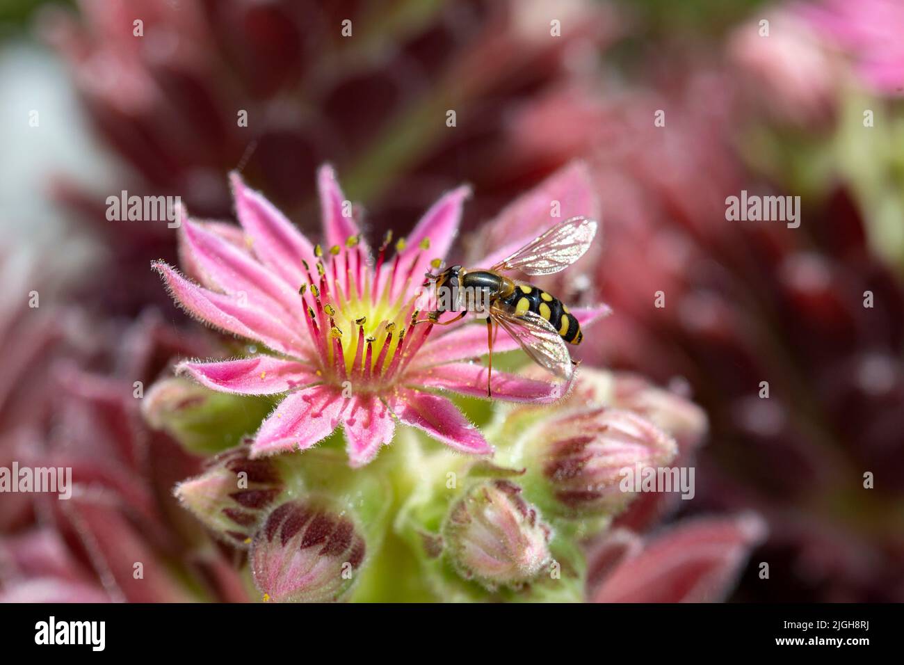 Schwebfliege sammelt Pollen aus einer sempervivum arachnoideum Blume in einem Garten Stockfoto