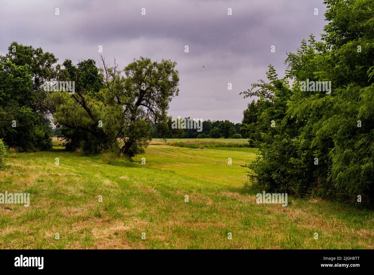 Bäume und Wald im Hintergrund auf einer Wiese unter dem wolkigen Himmel. Stockfoto