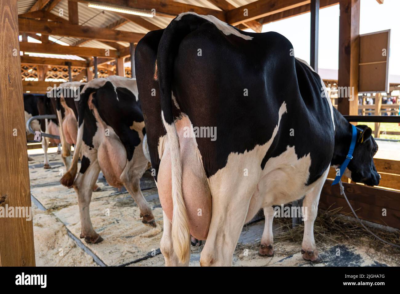 Viehfütterung mit Heu. Kühe auf dem Milchviehbetrieb. Kühe züchten auf modernen Milch- oder Milchviehbetrieben. Viehzucht. Rückansicht Milcheuter Stockfoto