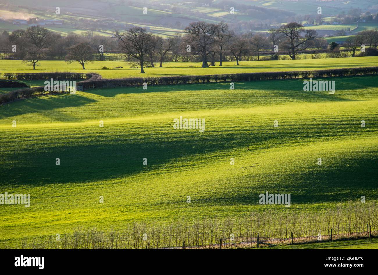 Am späten Nachmittag strahlte die Sonne die hügeligen Felder in der Nähe von Belper, Derbyshire, Großbritannien, aus Stockfoto