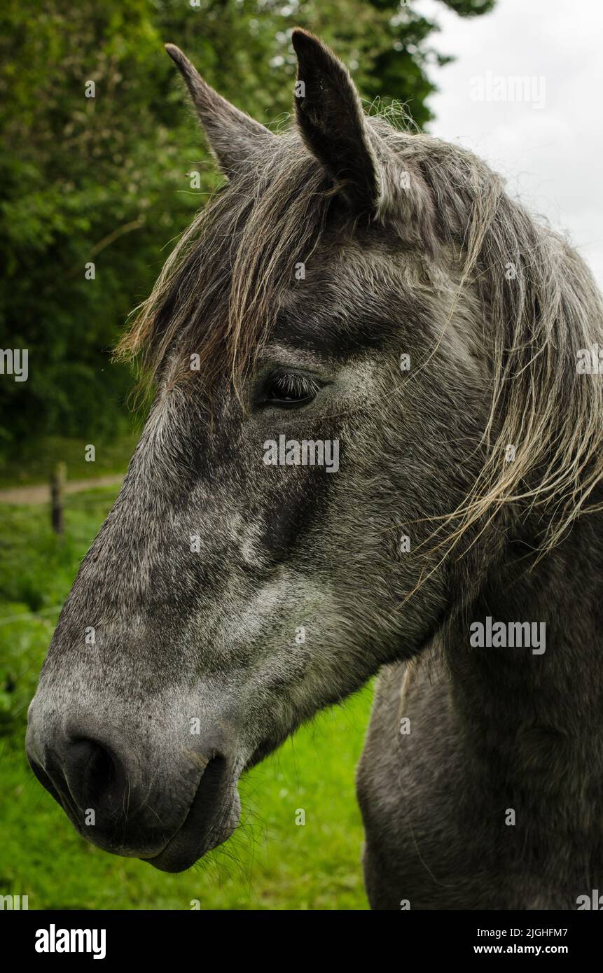 Farbkopfaufnahme eines Pferdes auf einem Feld Stockfoto