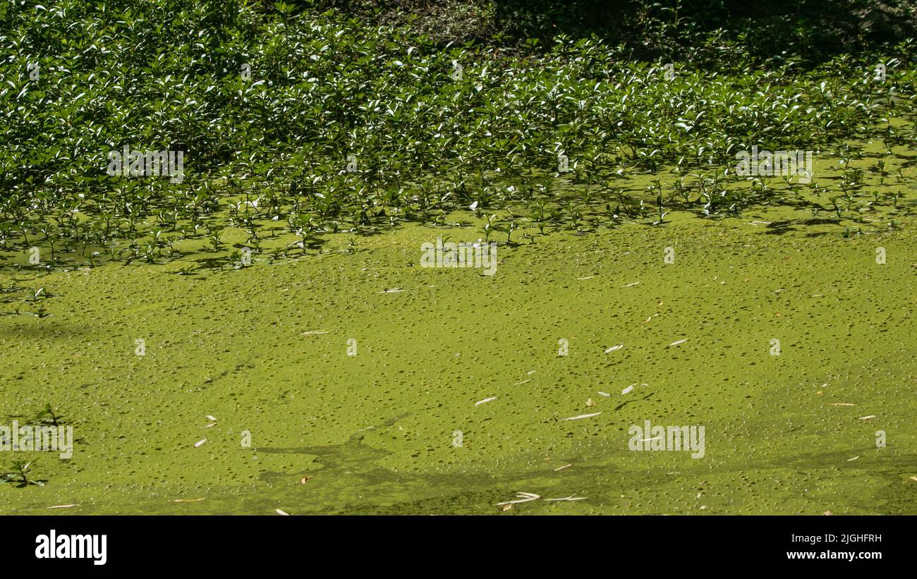 Cyanobakterienblüte Fotos und Bildmaterial in hoher Auflösung Alamy