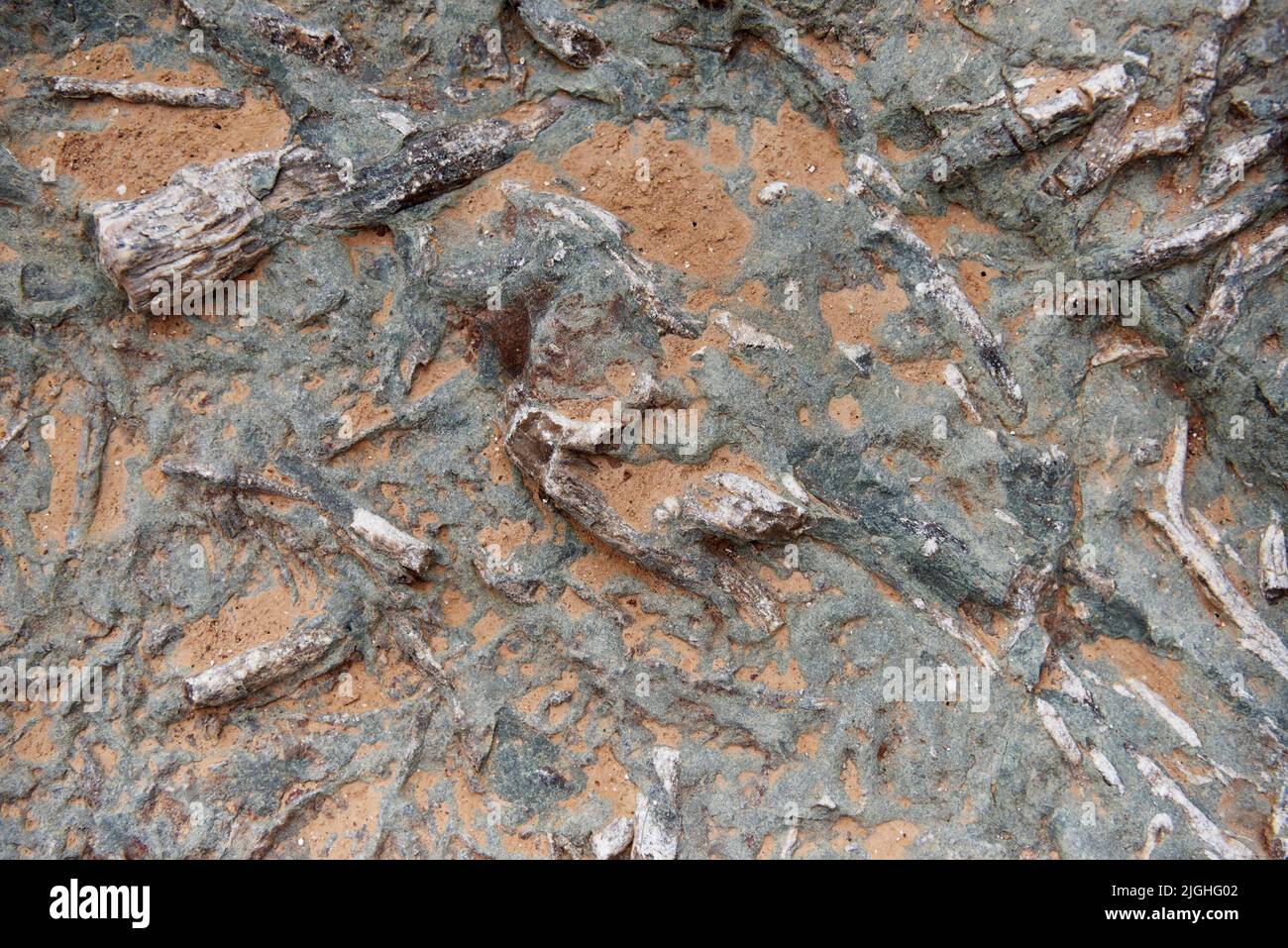 ZHANGJIAKOU, CHINA - 11. JULI 2022 - Baumfossilien werden am Dinosaurier-Fußabdruck-Fossil-Standort im Dorf Lishi, Stadt Guocun, Bezirk Xuanhua, Zhan, gesehen Stockfoto