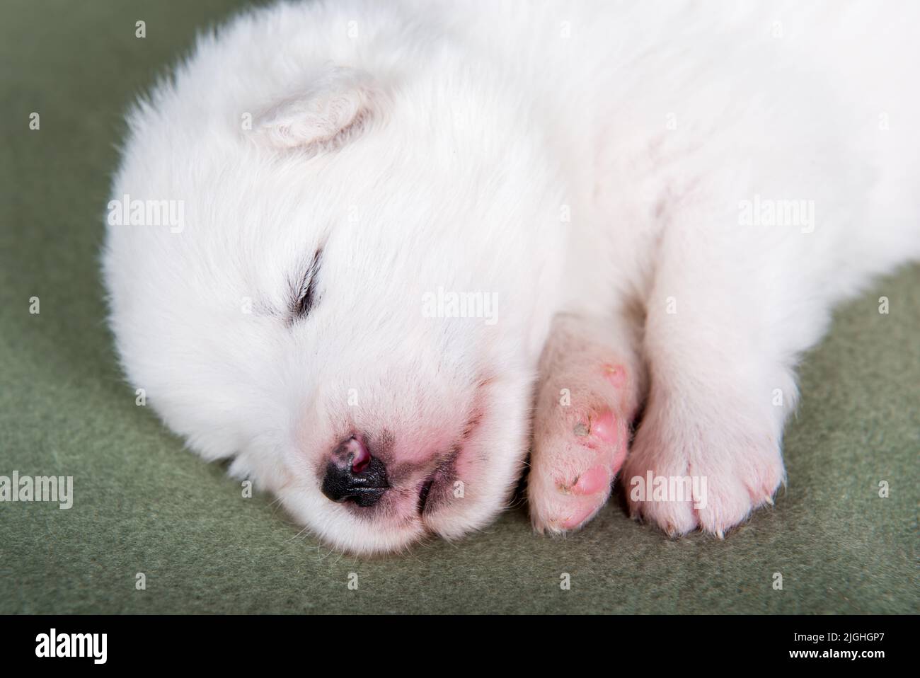 Weißer flauschiger kleiner Samoyed Welpenhund auf grüner Decke Stockfoto