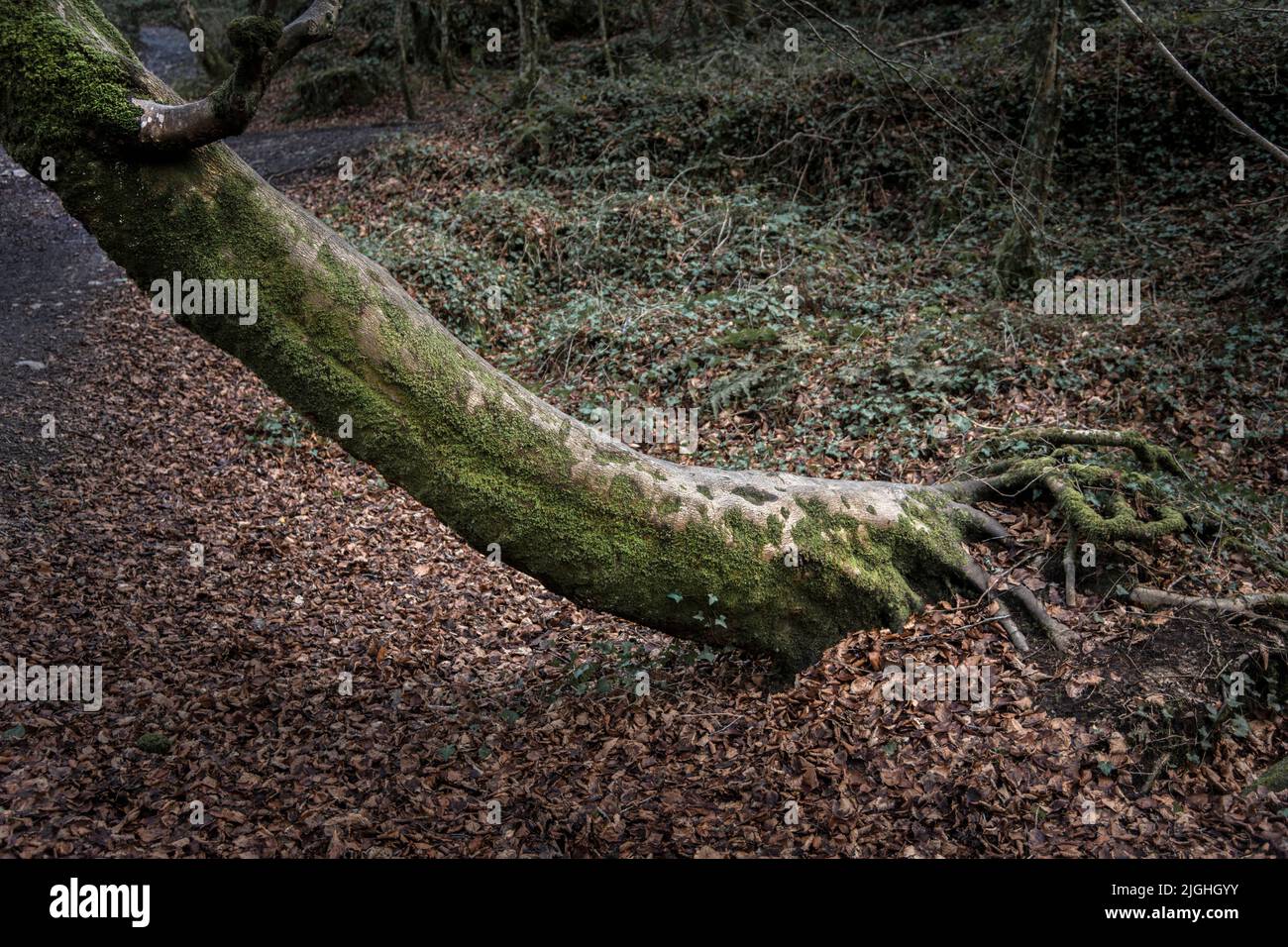 Der gebogene Stamm einer Buche Fagus sylvatica, die im Kennall Vale Nature Reserve in Ponsanooth in Cornwall, Großbritannien, wächst. Stockfoto