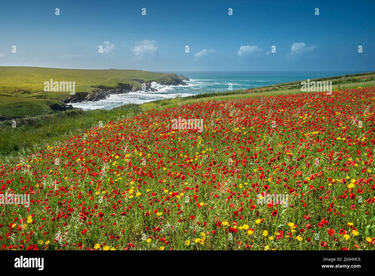 Die spektakulären, schönen Mohn-Felder mit Blick auf Polly Porth joke an der Küste von West Pentire in Newquay in Cornwall in Großbritannien. Stockfoto