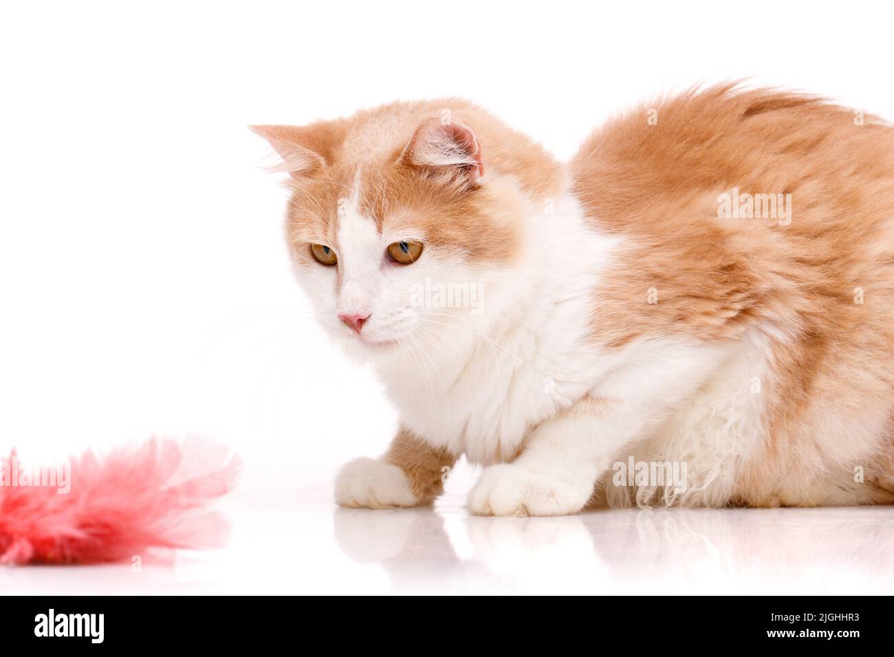 Freundliches Haustier. Fokussierte Katze schaut aufmerksam mit großen gelben Augen auf ein Spielzeug aus rosa Federn, das vor ihm liegt. Isoliert auf Weiß. Seitenansicht. Stockfoto