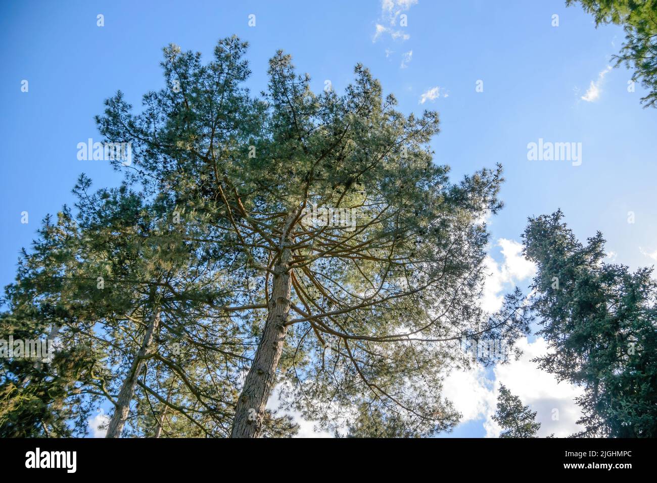 Blick auf hohe Kiefern von unten mit mehreren Kegeln und klarem blauen Himmel im Hintergrund - umweltfreundliches Konzept Stockfoto