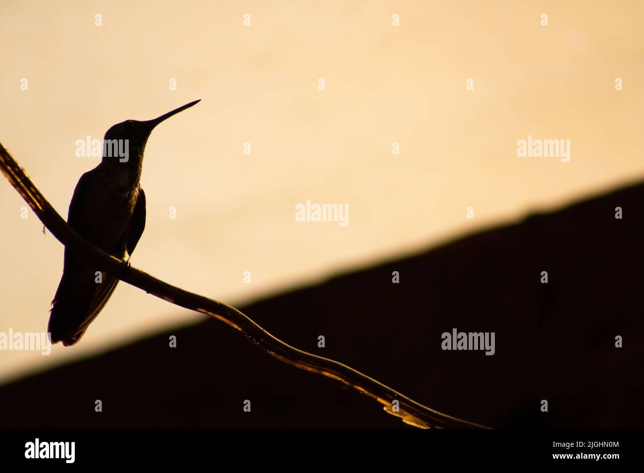 Eine Silhouette von Kolibri, die auf Draht in unscharfem Hintergrund steht Stockfoto