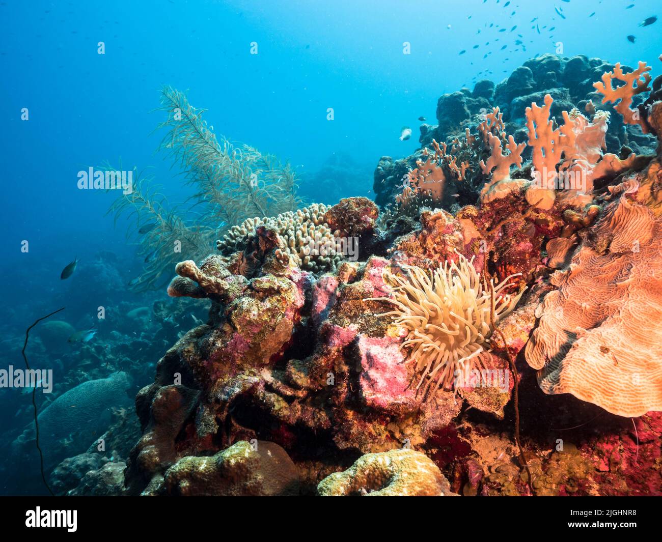Meereslandschaft mit Meeresanemone, Korallen und Schwamm im Korallenriff des Karibischen Meeres, Curacao Stockfoto