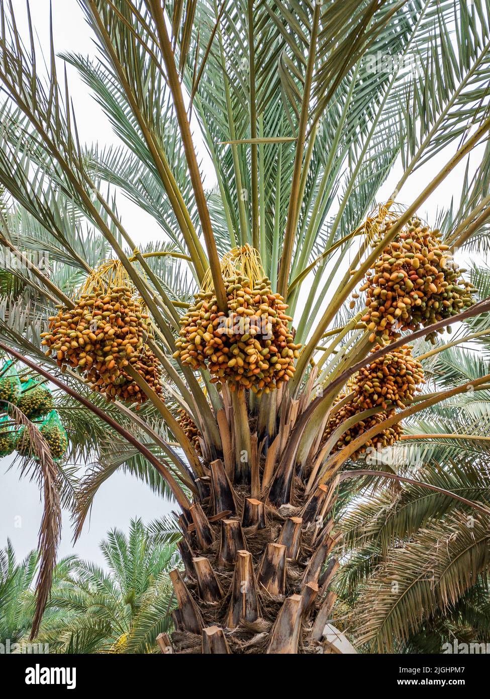 Daten Reifung auf Palme in Al Ain, Abu Dhabi Stockfoto