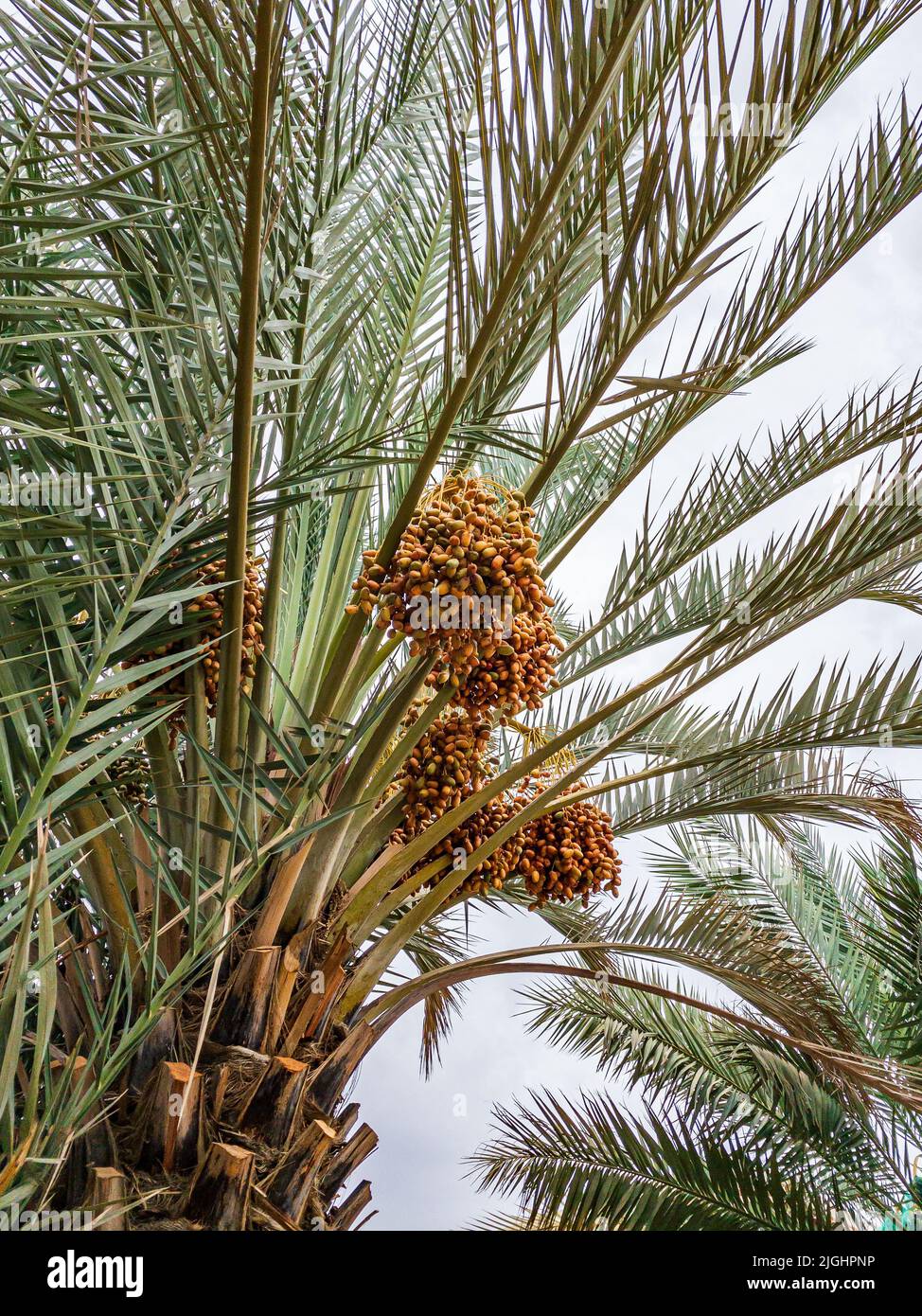 Daten Reifung auf Palme in Al Ain, Abu Dhabi Stockfoto