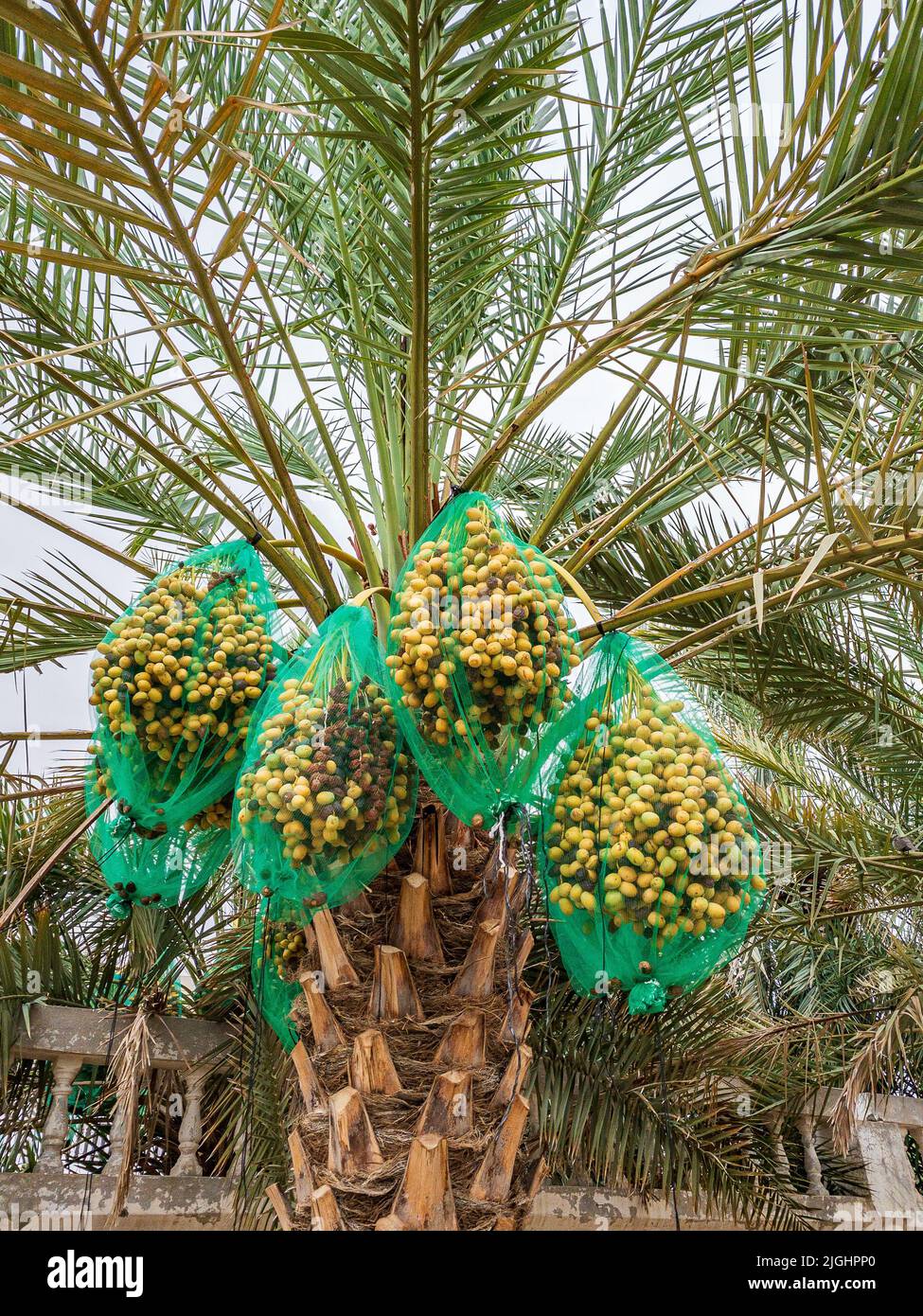 Daten Reifung auf Palme in Al Ain, Abu Dhabi Stockfoto