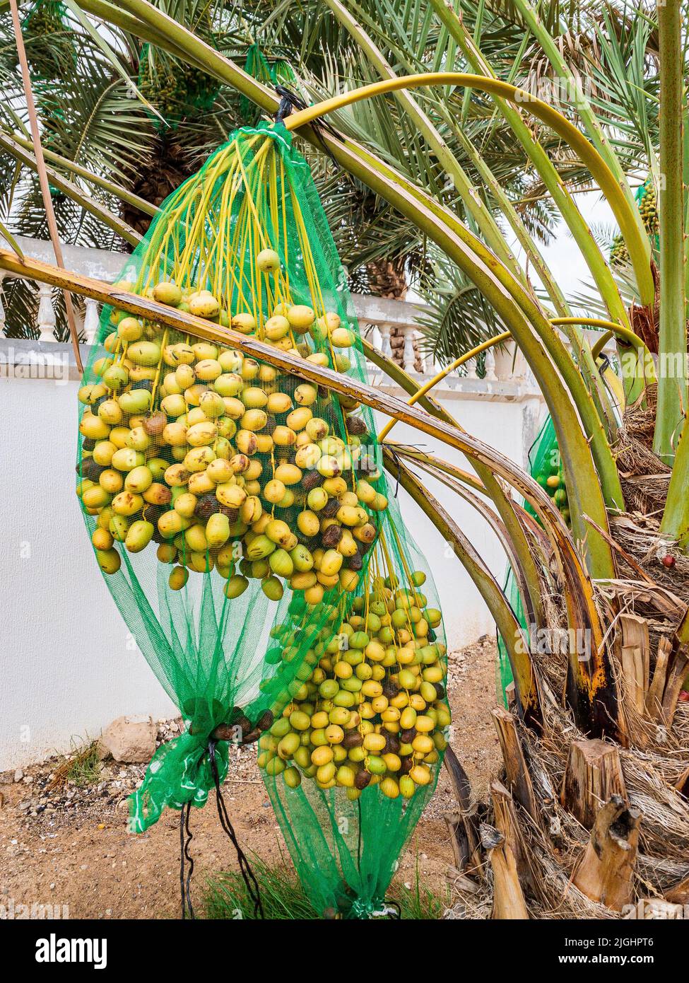 Daten Reifung auf Palme in Al Ain, Abu Dhabi Stockfoto