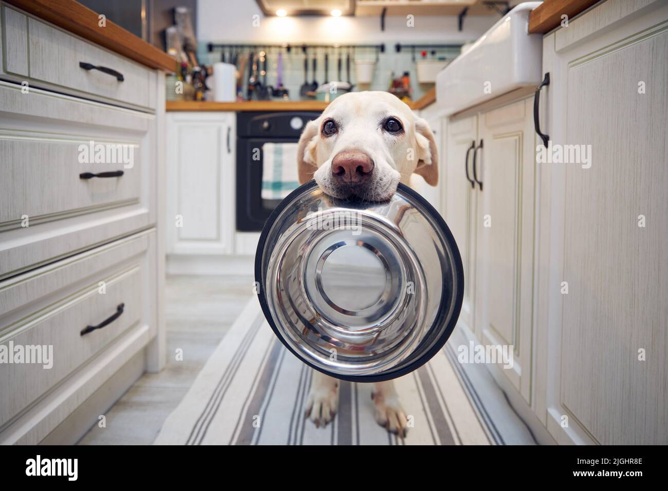 Hungriger Hund mit traurigen Augen wartet in der Küche auf die Fütterung. Der süße labrador Retriever hält zu Hause eine Hundeschale im Mund. Stockfoto